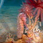 Seahorse photo by Illustration Alley in Naples Fl.