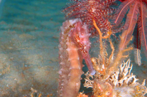 A Seahorse