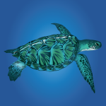 Sea turtle vector graphic by Illustration Alley, Inc.