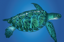 Sea Turtle